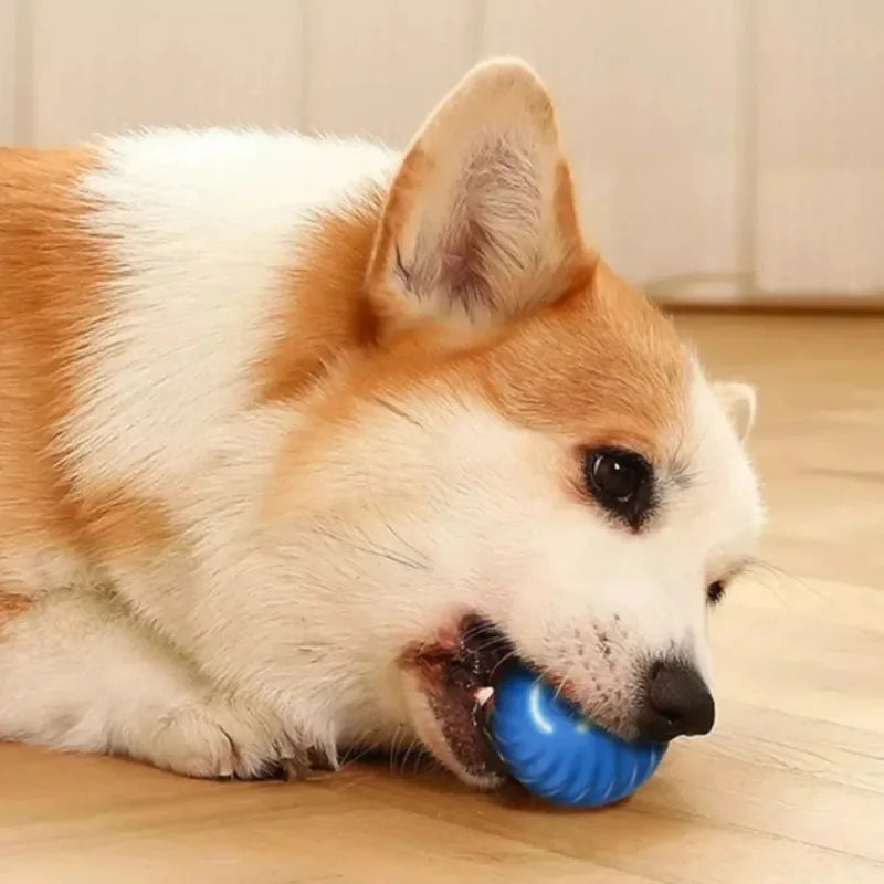 Automatic Dog chew Toy