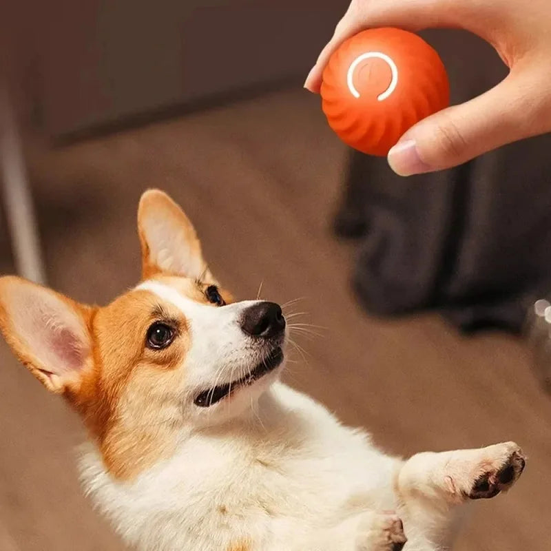 Automatic Dog chew Toy